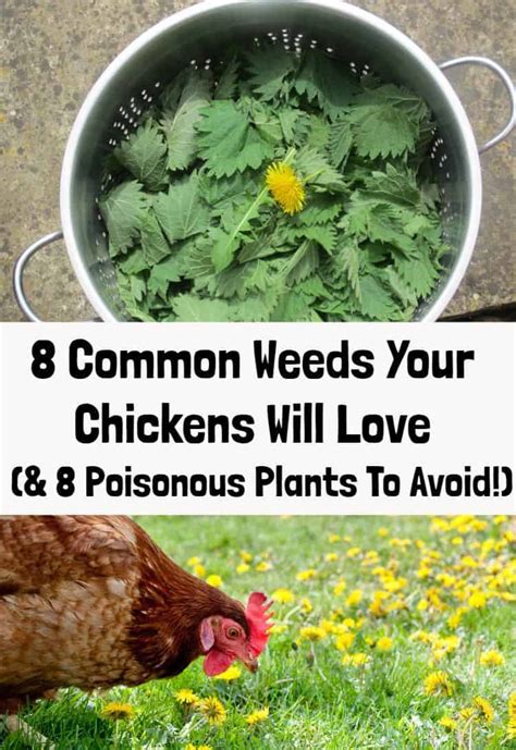 will chickens eat poisonous plants